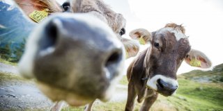 Alpine cattle drive in Rein